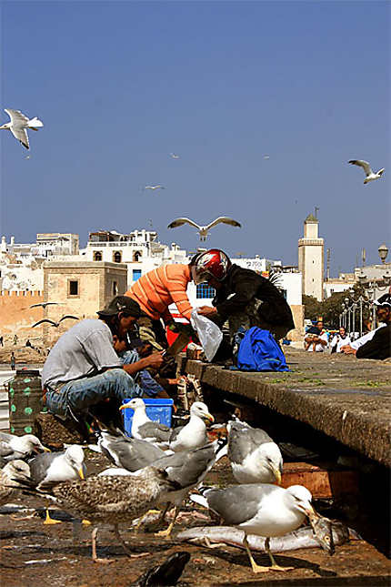 Retour de pêche, Essaouira