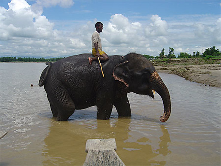 animaux safari pour le bain