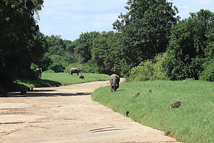 Eléphants dans le Parc du lac Manyara