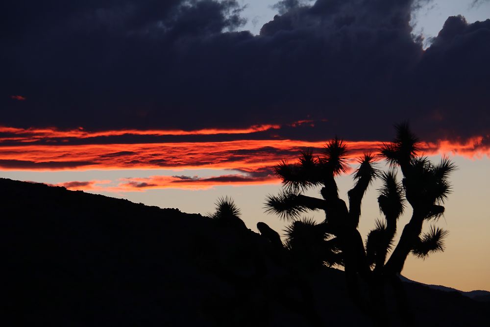 Sunset sur Joshua Tree N.P.