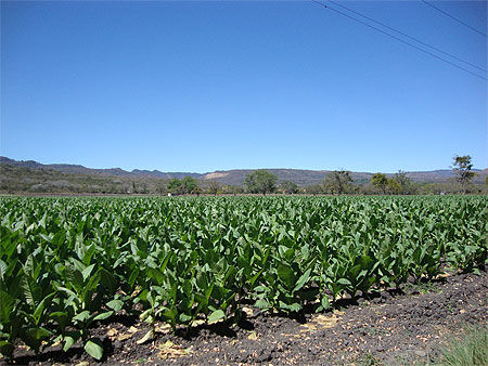 Plantation de tabac