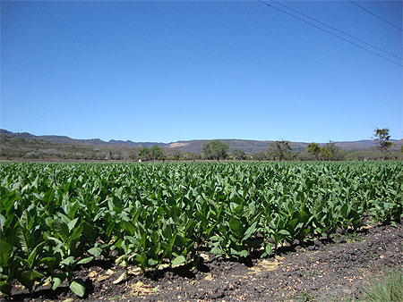 Plantation de tabac Plantation de tabac