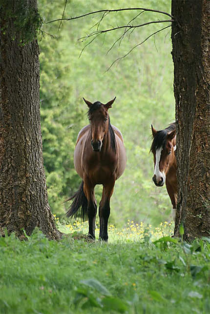 Les chevaux (Powerscourt Gardens)