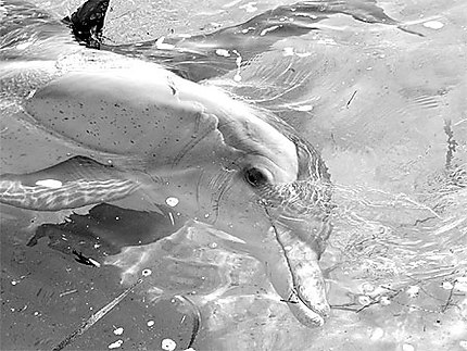 Dauphins peu sauvages