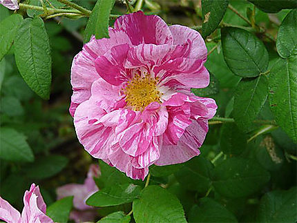Jolie rose