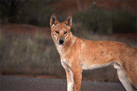 Dingo Dingo