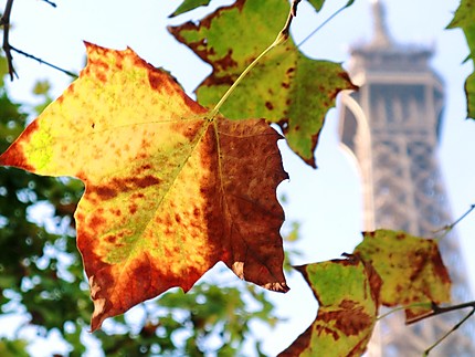 Premier jour d'automne à Paris