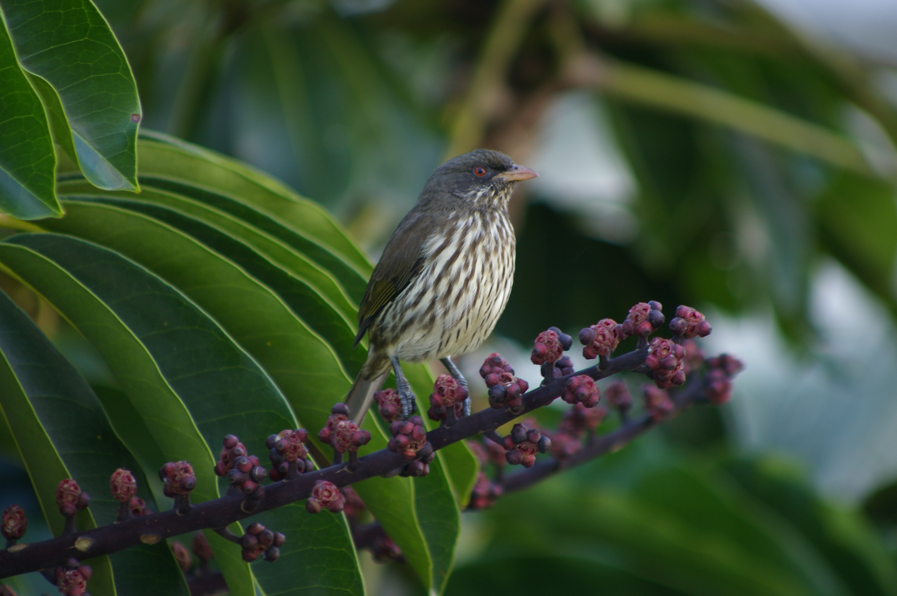 Oiseau (Esclave) Oiseau (Esclave)
