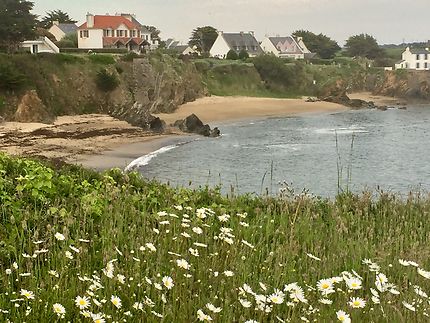 Rivage fleuri dans le Finistère