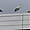 Fausses cigognes sur un toit à Figueras
