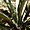 Aloes de Mesa Verde