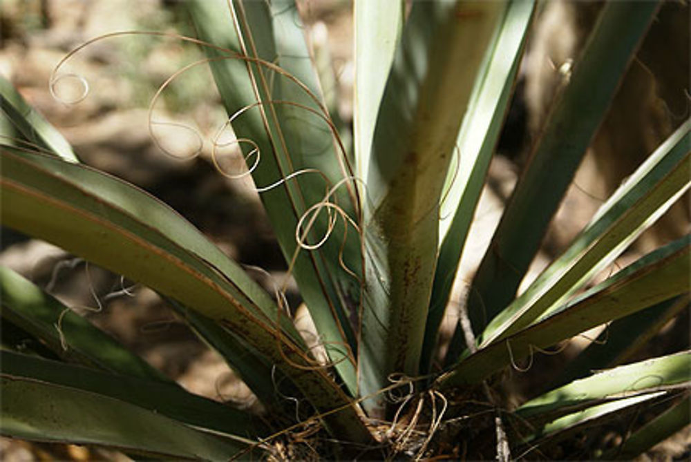 Aloes de Mesa Verde