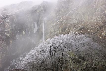 Arbre gelé devant une cascade