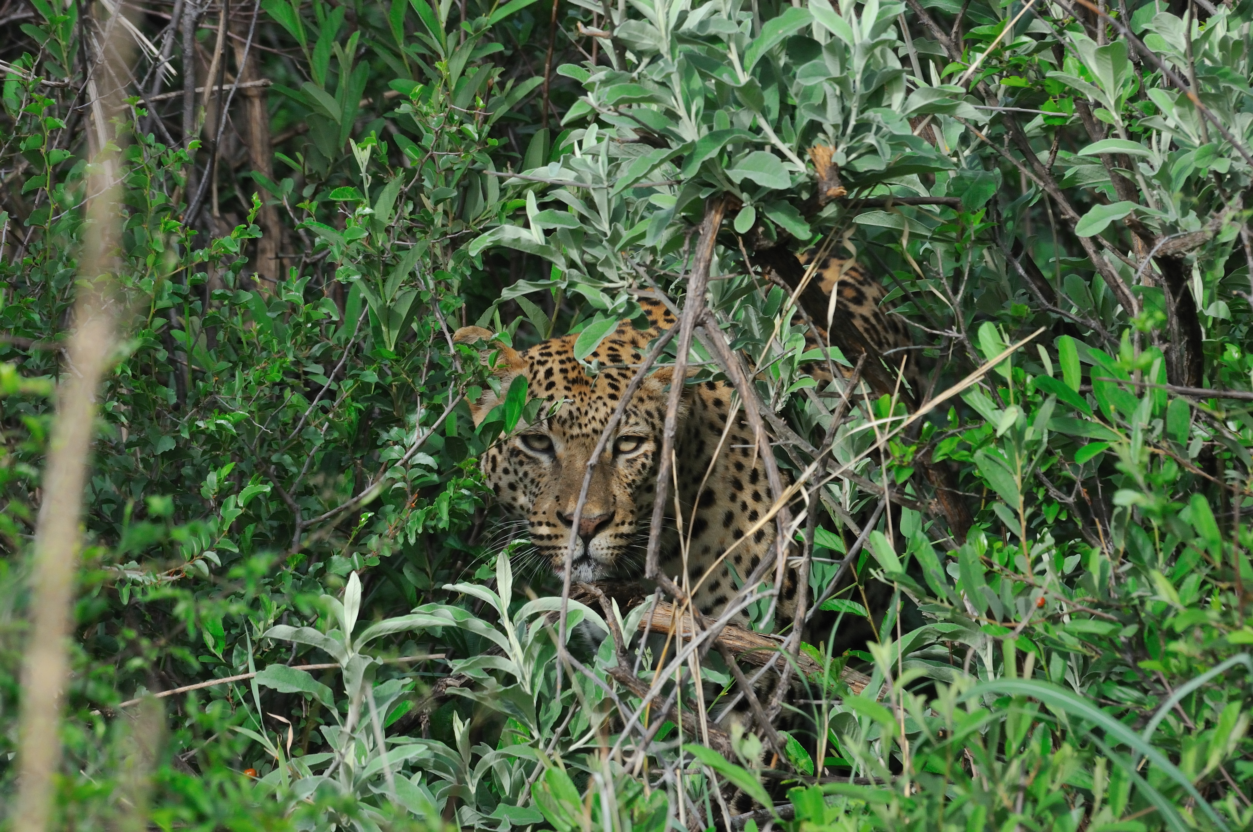 Leopard Leopard