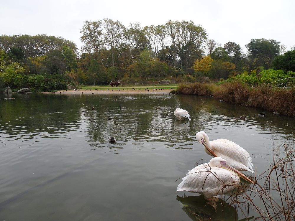 Pélicans au parc de la Tête d'Or