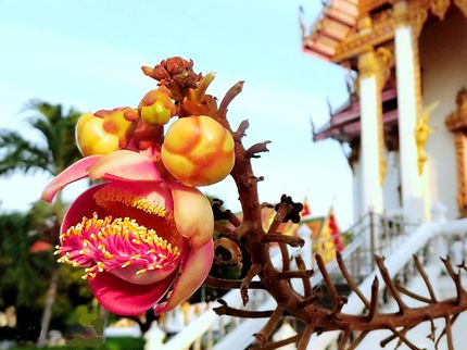 Fleur de Thailande: Couroupita Guianensis