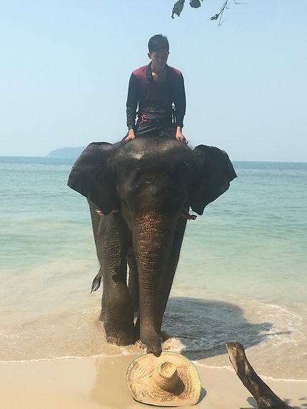Un éléphant de Thaïlande