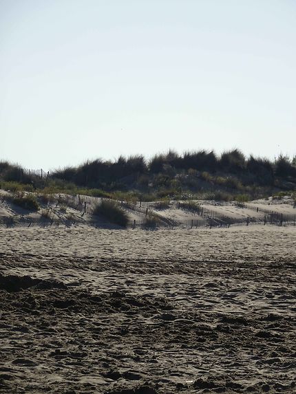 Petites dunes plage de l'Espiguette