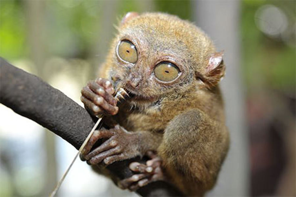 Tarsier