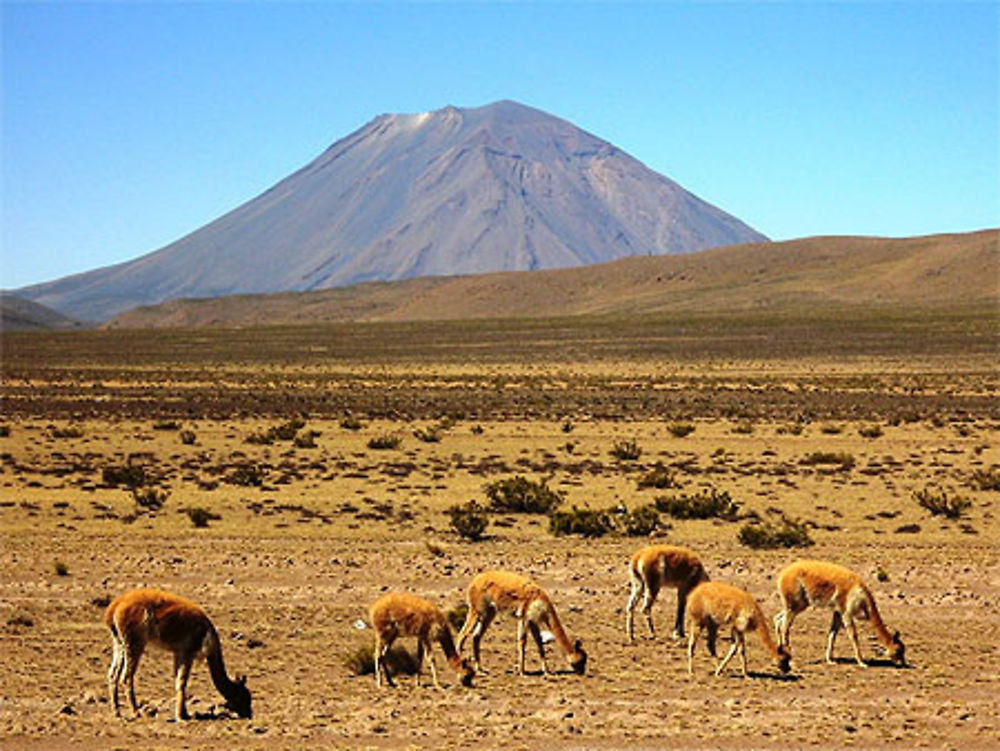 Vigognes dans la Patapampa