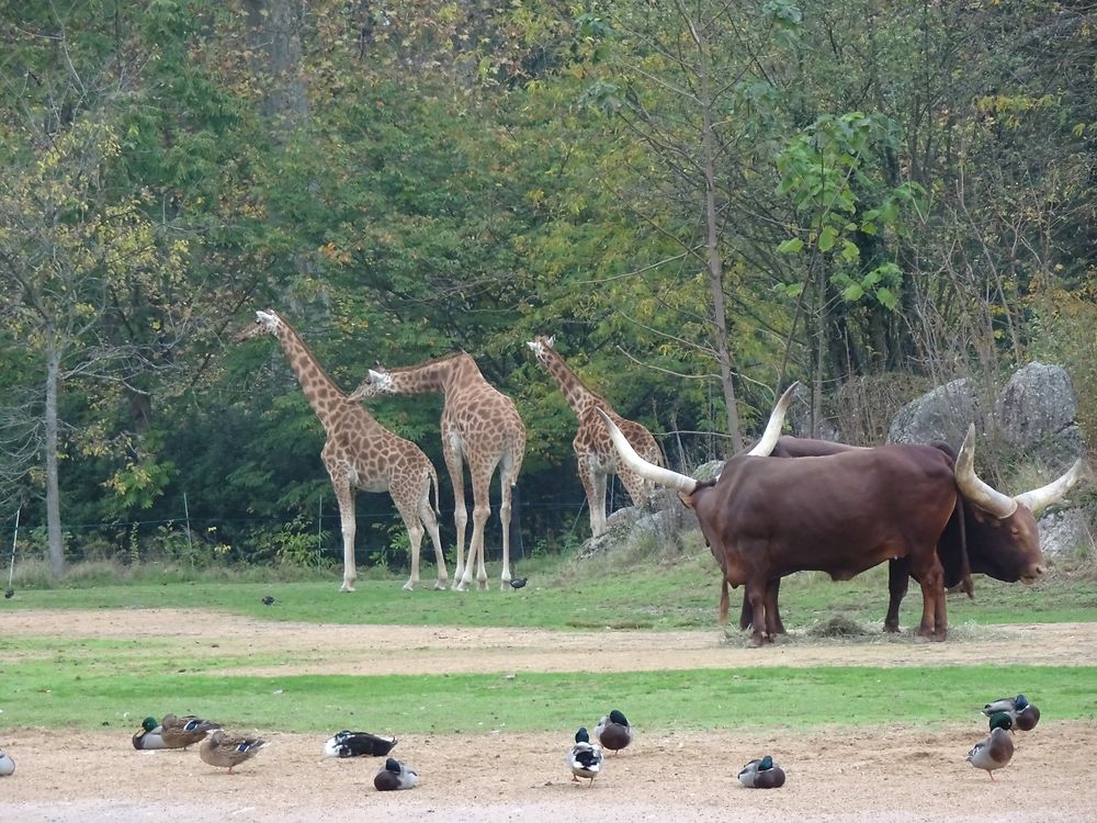 Plaine africaine au parc de la Tête d'Or