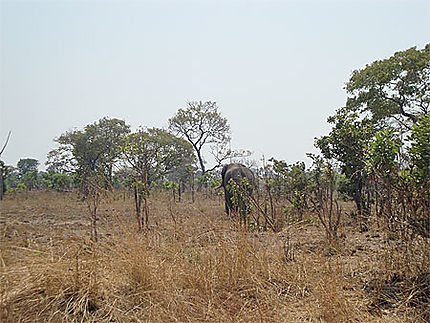 Eléphant dans la savane zambienne