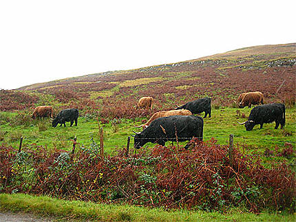 Imperturbables Highlands Cows