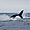 Baleine à Puerto Lopez