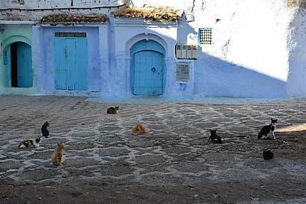 Chefchaouen, ville bleue et ville aux chats !
