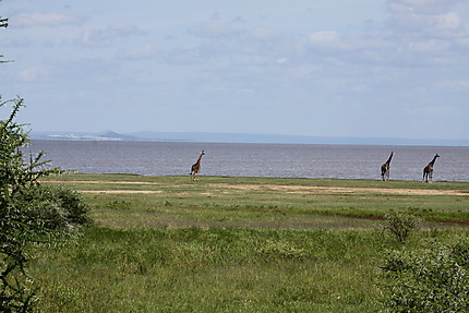 Girafe sur les bords du lac