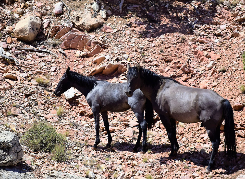 Chevaux sauvages dans Bighorn Canyon