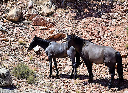 Chevaux sauvages dans Bighorn Canyon
