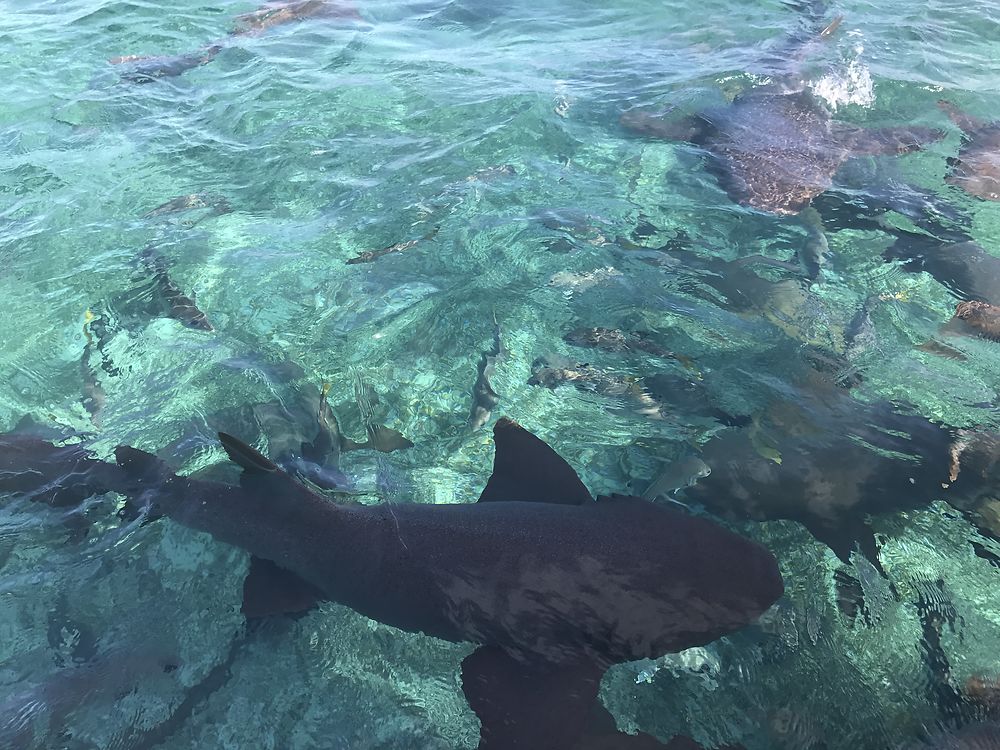 San Pedro snorkeling