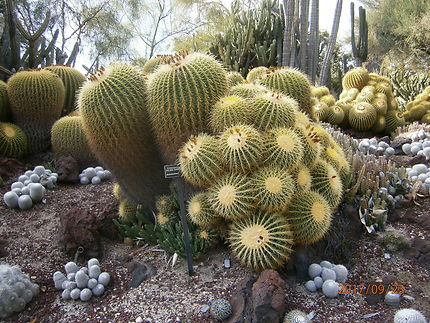 Cactus au parc du museum de Huntington à Pasadena