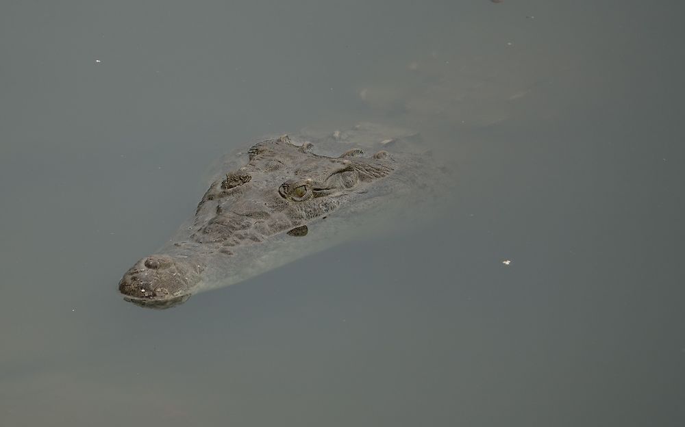 Crocodile