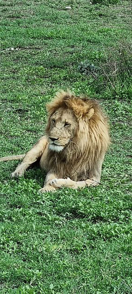 Le roi lion
