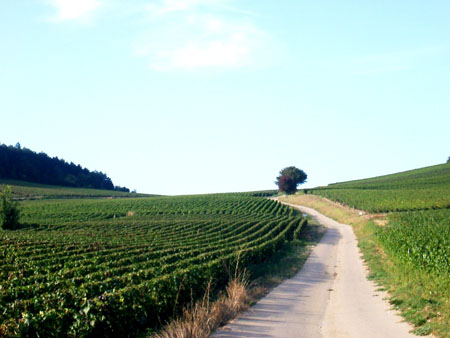 Vignes Vignes