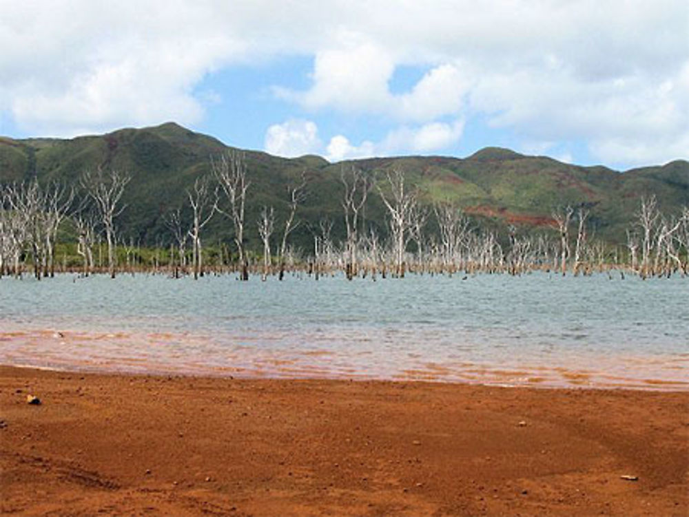 Nouvelle Calédonie le Parc de la rivière bleue