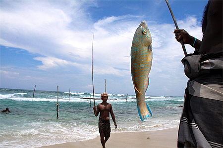 Pêcheurs à Ahangama Pêcheurs à Ahangama