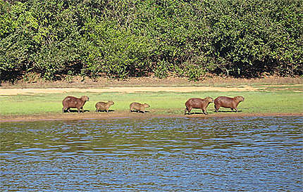 Famille de capybaras