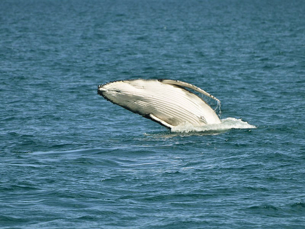 Baleine à bosses