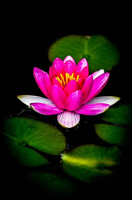 Un Lotus à Suzhou