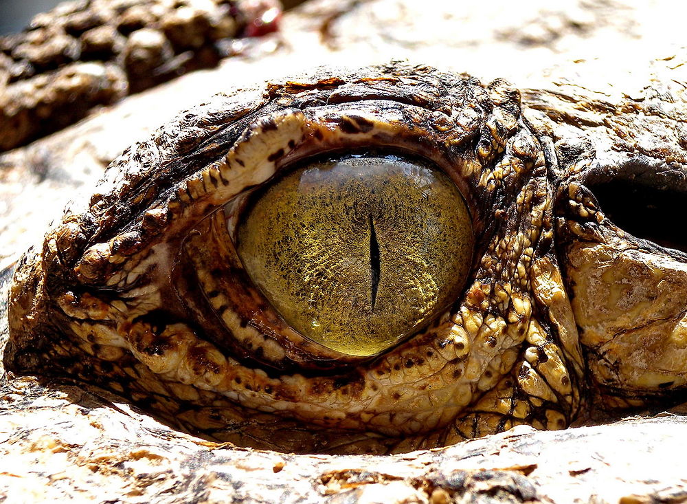 Oeil de crocodile