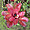 Epiphytonade rose mauve