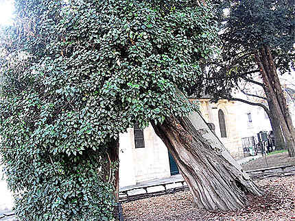 Le plus vieil arbre de Paris