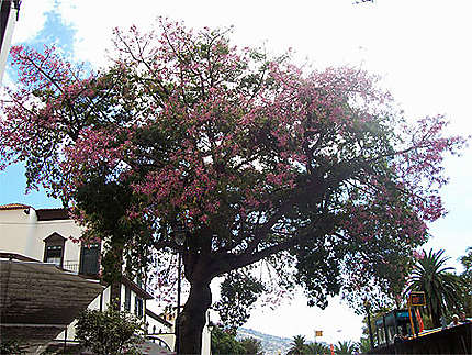 Arbre en fleur à Funchal