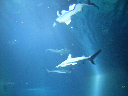 Aquarium aux requins