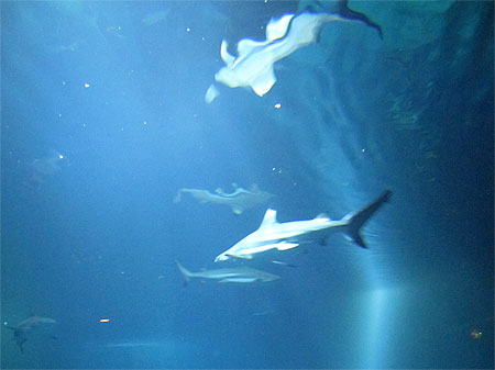 Aquarium aux requins Aquarium aux requins
