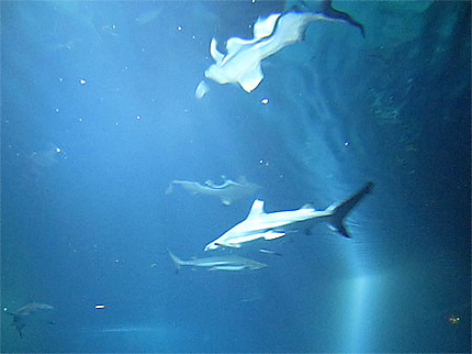 Aquarium aux requins