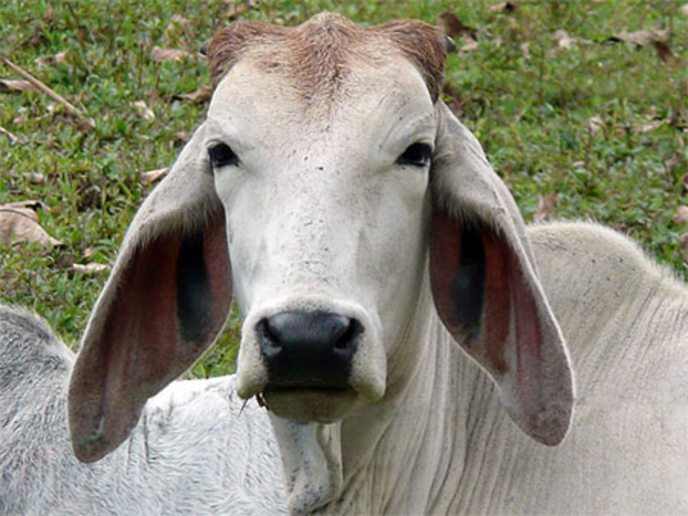 Vache à grande oreilles